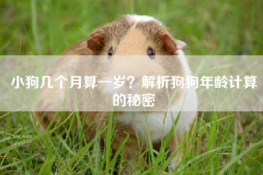 小狗几个月算一岁？解析狗狗年龄计算的秘密