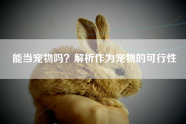能当宠物吗？解析作为宠物的可行性