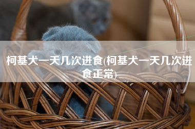 柯基犬一天几次进食(柯基犬一天几次进食正常)