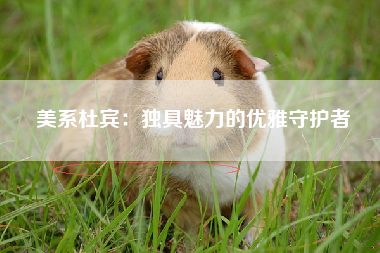 美系杜宾：独具魅力的优雅守护者