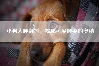 小狗入睡颤抖，揭秘可爱睡姿的奥秘