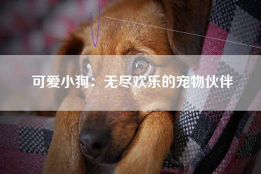 可爱小狗：无尽欢乐的宠物伙伴