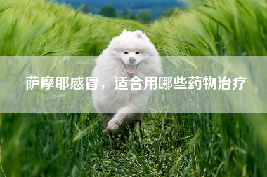 萨摩耶感冒，适合用哪些药物治疗