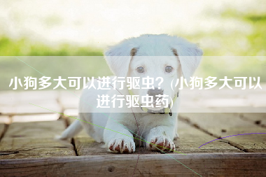 小狗多大可以进行驱虫？(小狗多大可以进行驱虫药)