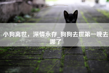 小狗离世，深情永存_狗狗去世第一晚去哪了