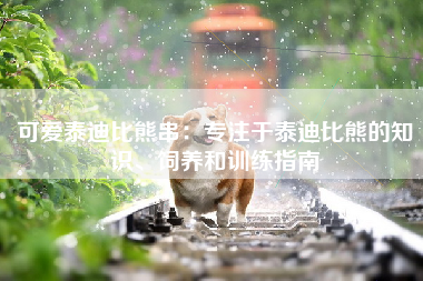 可爱泰迪比熊串：专注于泰迪比熊的知识、饲养和训练指南
