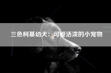 三色柯基幼犬：可爱活泼的小宠物