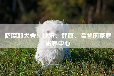 萨摩耶犬舍：快乐、健康、温馨的家庭寄养中心