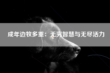 成年边牧多重：无穷智慧与无尽活力