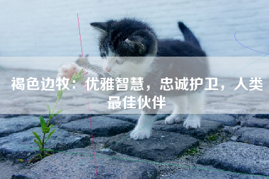 褐色边牧：优雅智慧，忠诚护卫，人类最佳伙伴