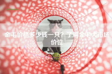 金毛价格多少钱一只？了解金毛犬市场价位