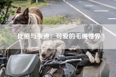 比熊与泰迪：可爱的毛绒世界