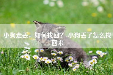 小狗走丢，如何找回？-小狗丢了怎么找回来