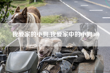我爱家的小狗;我爱家中的小狗300