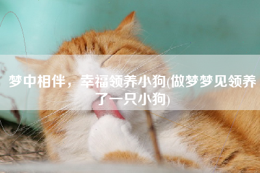 梦中相伴，幸福领养小狗(做梦梦见领养了一只小狗)