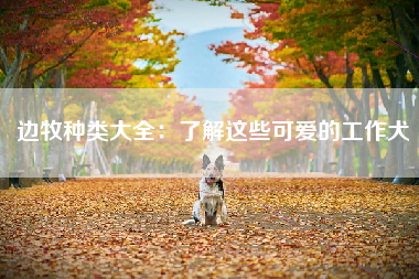 边牧种类大全：了解这些可爱的工作犬
