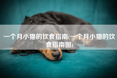 一个月小猫的饮食指南(一个月小猫的饮食指南图)