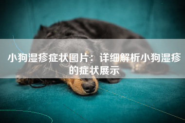 小狗湿疹症状图片：详细解析小狗湿疹的症状展示