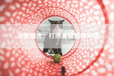 宠爱猫舍：打造温馨猫咪天地