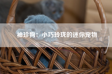 袖珍狗：小巧玲珑的迷你宠物