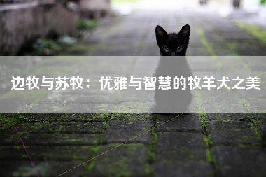 边牧与苏牧：优雅与智慧的牧羊犬之美