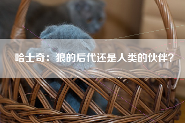 哈士奇：狼的后代还是人类的伙伴？
