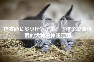 边牧能长多少斤？了解一下这个聪明可爱的犬种的体重范围