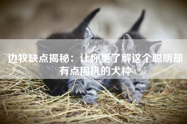 边牧缺点揭秘：让你更了解这个聪明却有点固执的犬种
