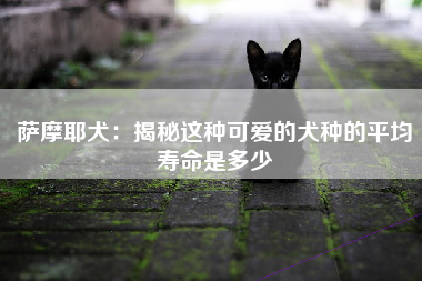 萨摩耶犬：揭秘这种可爱的犬种的平均寿命是多少
