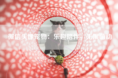 微信头像宠物：乐趣陪伴，无限萌动
