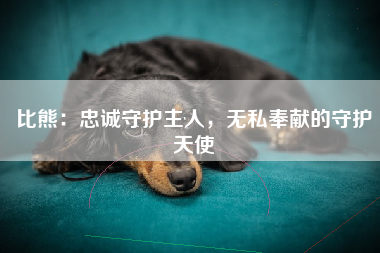 比熊：忠诚守护主人，无私奉献的守护天使