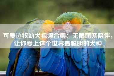 可爱边牧幼犬视频合集：无限萌宠陪伴，让你爱上这个世界最聪明的犬种
