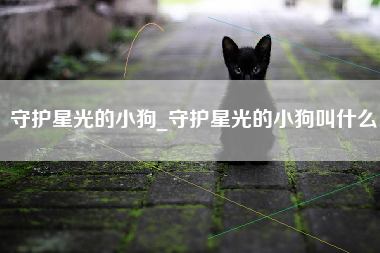 守护星光的小狗_守护星光的小狗叫什么