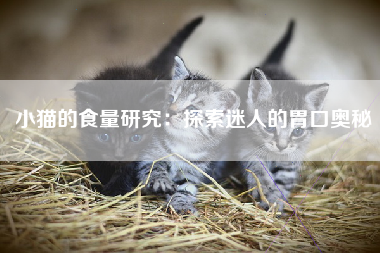 小猫的食量研究：探索迷人的胃口奥秘