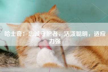 哈士奇：忠诚守护者，活泼聪明，适应力强