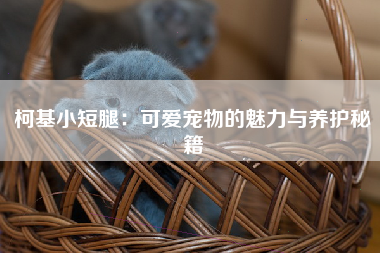 柯基小短腿：可爱宠物的魅力与养护秘籍