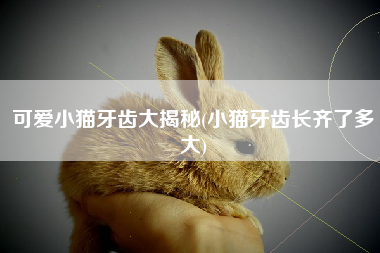 可爱小猫牙齿大揭秘(小猫牙齿长齐了多大)