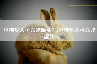 小猫多大可以吃罐头？;小猫多大可以吃罐头
