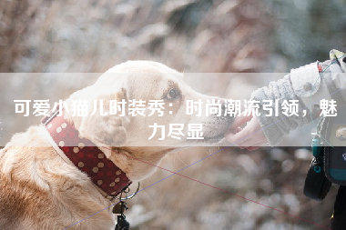 可爱小猫儿时装秀：时尚潮流引领，魅力尽显