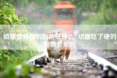 幼猫食猫粮的影响是什么_幼猫吃了硬的猫粮会死吗