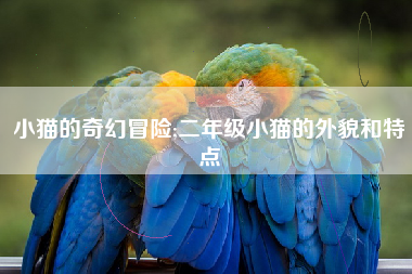 小猫的奇幻冒险;二年级小猫的外貌和特点