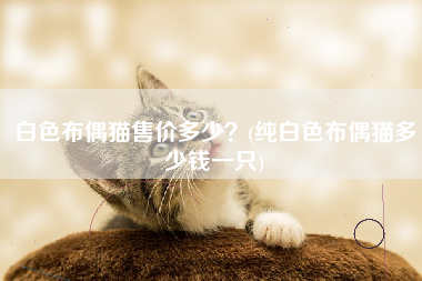 白色布偶猫售价多少？(纯白色布偶猫多少钱一只)
