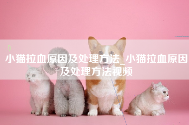 小猫拉血原因及处理方法_小猫拉血原因及处理方法视频