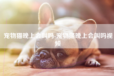 宠物猫晚上会叫吗-宠物猫晚上会叫吗视频