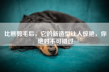 比熊剪毛后，它的新造型让人惊艳，你绝对不可错过