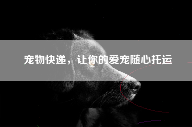 宠物快递，让你的爱宠随心托运
