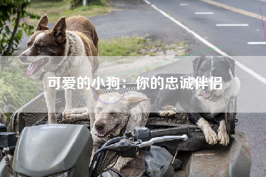 可爱的小狗：你的忠诚伴侣