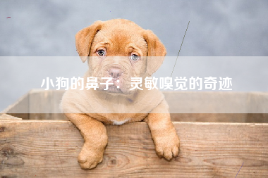 小狗的鼻子：灵敏嗅觉的奇迹