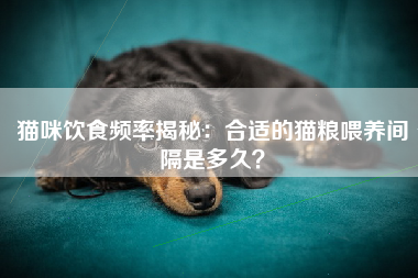 猫咪饮食频率揭秘：合适的猫粮喂养间隔是多久？