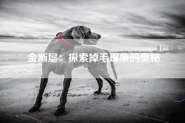 金渐层：探索掉毛现象的奥秘